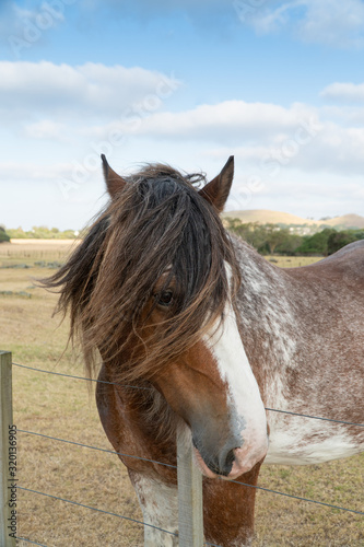 Clysdale Horse Looking Through Forelocks Over a Fence photo