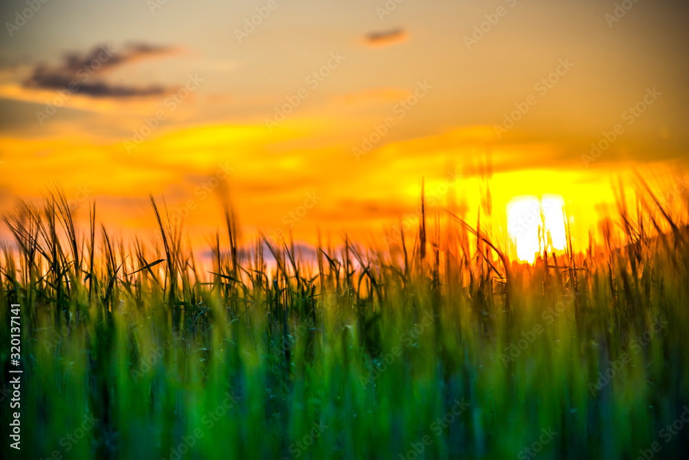 Summer landscape after rain