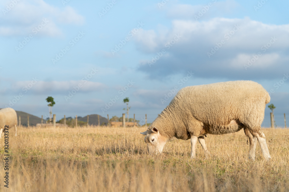 Sheep Grazing in Dry Grass Paddock in Summers Afternoon in Auckland New Zealand Sheep Grazing in Dry Grass Paddock in Summers Afternoon in Auckland New Zealand