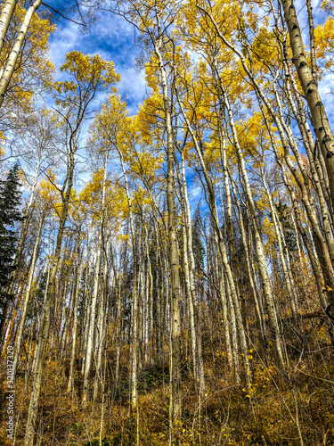 Yellow autumn aspens, blue sky background in Colorado