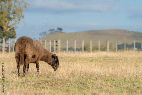 Brown Sheep Grazing in Paddock on Sunny Summer Afternoon in Auckland New Zealand