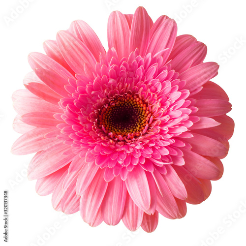 Pink gerbera flower isolated on white background. Flat lay  top view