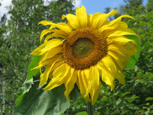 Beautiful flowers grow in the Moscow region in the summer.