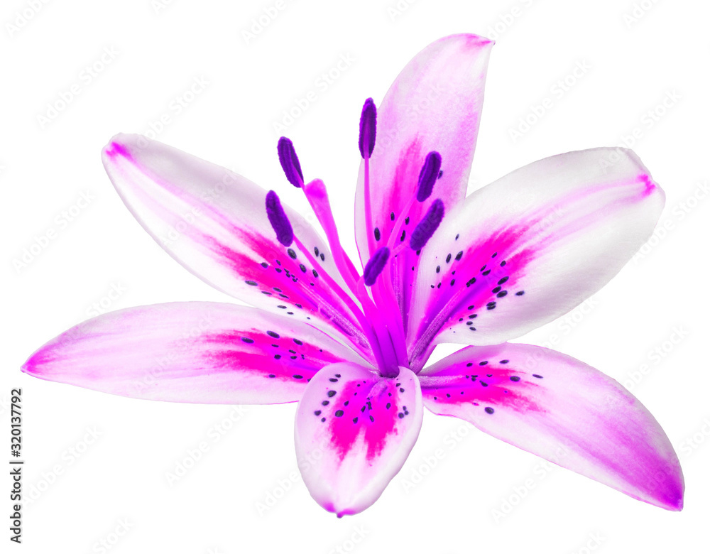 Beautiful pink lily isolated on white background. Summer. Spring. Flat lay, top view. Love. Valentine's Day. Flower Beautiful pink lily isolated on white background. Summer. Spring. Flat lay, top view. Love. Valentine's Day. Flower
