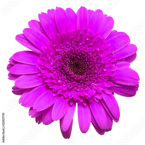 Dark purple gerbera flower isolated on white background. Flat lay, top view
