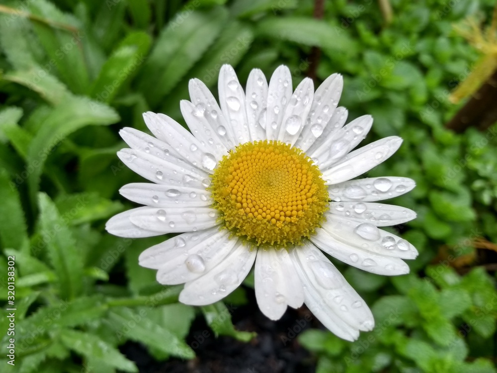 Fototapeta premium white daisy