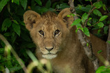 lion cub in the bushes
