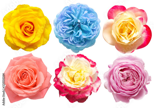 Collection head flowers roses isolated on a white background. Perfectly retouched  full depth of field on the photo. Flat lay  top view