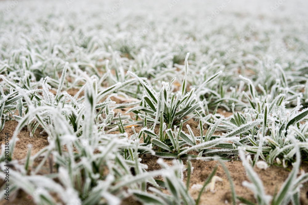 small wheat in the field covered with frost small wheat in the field covered with frost