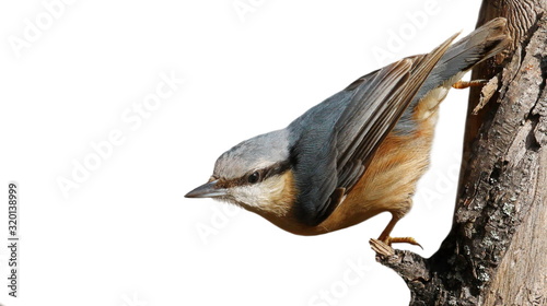 Eurasian nuthatch or wood nuthatch isolated on white, Sitta europaea photo