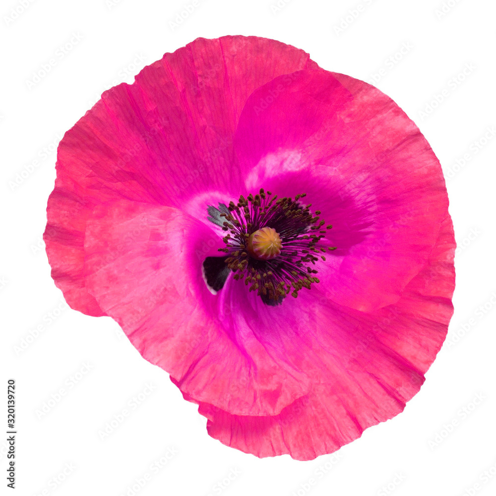 Pink poppy isolated on a white background. Flower. Flat lay, top view Pink poppy isolated on a white background. Flower. Flat lay, top view
