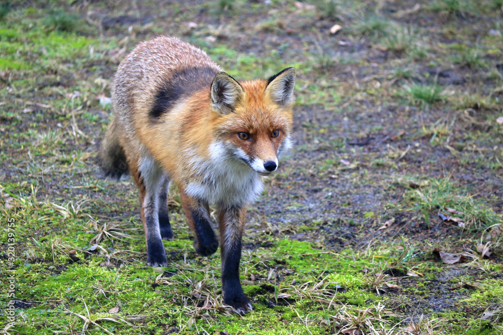 Red fox (Vulpes vulpes) on a mossy terrain, Warsaw suburbs, Mazovia, Poland