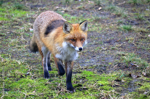 Obraz na płótnie Red fox (Vulpes vulpes) on a mossy terrain, Warsaw suburbs, Mazovia, Poland w salonie