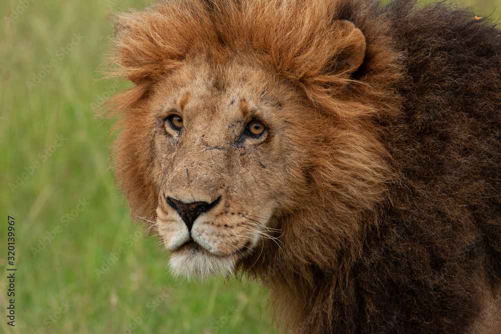 male lion on the savannah