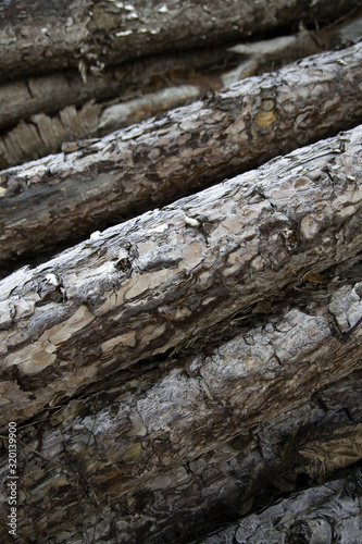 Stacked wood logs