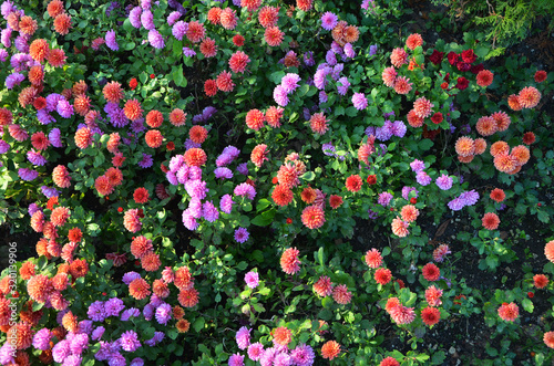 Fototapeta Naklejka Na Ścianę i Meble -   bright flowers in the garden beautiful chrysanthemums in the flowerbed 