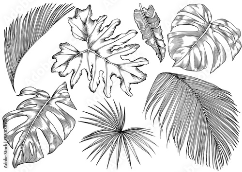 Set of stylized tropical leaves. photo