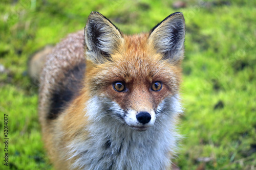 Obraz na płótnie Red fox (Vulpes vulpes), Warsaw suburbs, Mazovia, Poland w salonie
