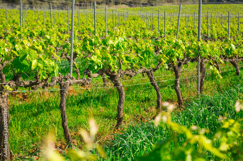 Wide grape fields in spring attractive place