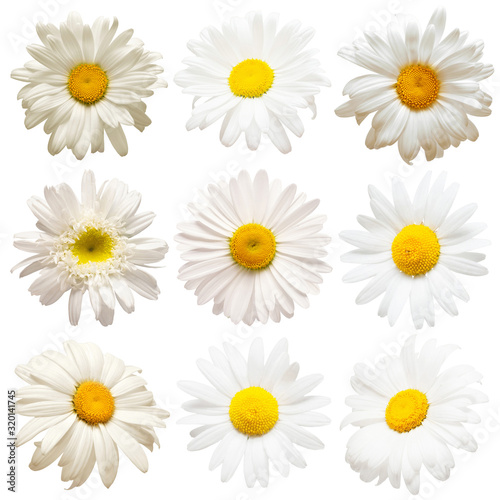 Collection head daisies flowers isolated on white background. Perfectly retouched, full depth of field on the photo. Flat lay, top view. Floral pattern, object © Flower Studio