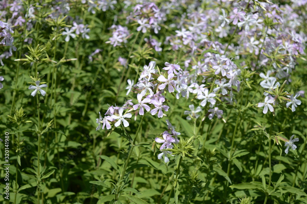 Closeup phlox divaricata known as wild blue phlox with blurred background in early summer garden Closeup phlox divaricata known as wild blue phlox with blurred background in early summer garden