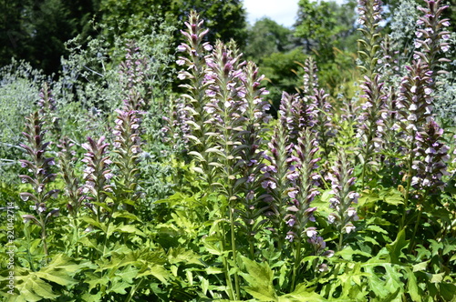 Closeup acanthus mollis known as bear breeche with blurred background in summer garden