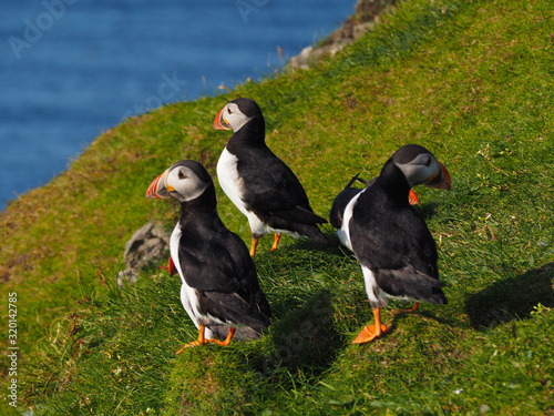 Puffins on the Faroe Island