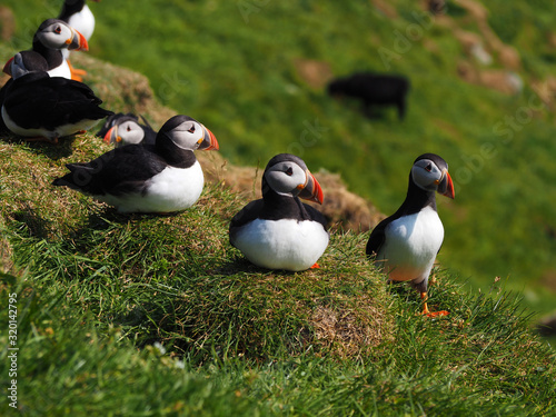 Puffins on the Faroe Island