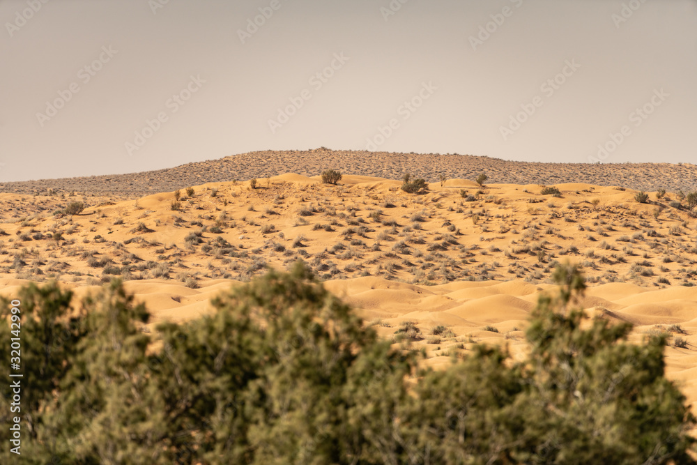 Fototapeta premium Sahara