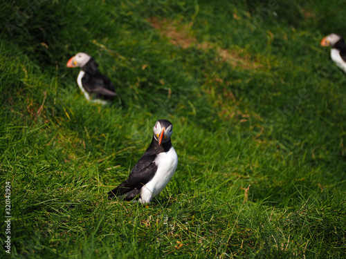 Puffins on the Faroe Island