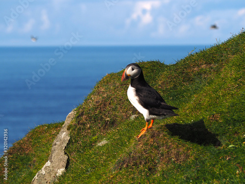 Puffins on the Faroe Island