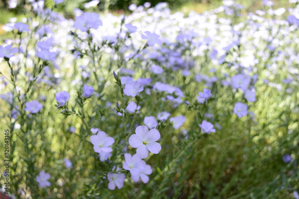 Closeup linum hirsutum known as downy flax with blurred backgroung in summer garden Closeup linum hirsutum known as downy flax with blurred backgroung in summer garden