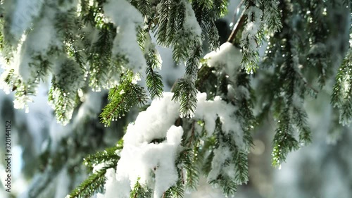 Branches of a spruce tree covered with snow in winter moving in the wind