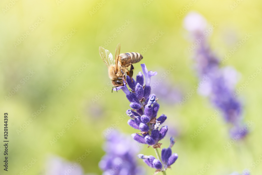 Bee picking pollen lavender flower. Defocused nature violet and green in background.