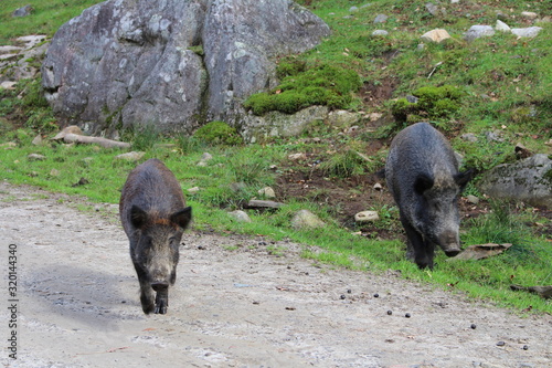 Wildschwein  photo