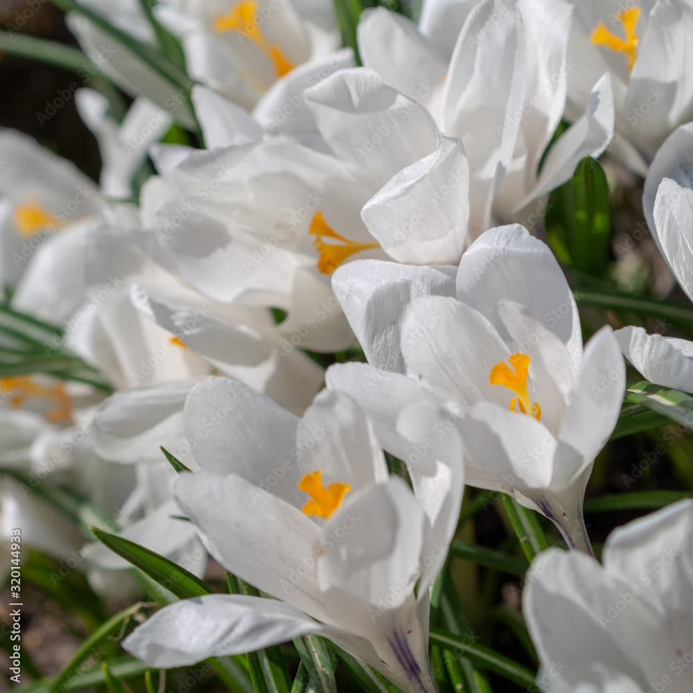 White crocuses growing on the ground in early spring. First spring flowers blooming in garden. Spring meadow full of white crocuses, Bunch of crocuses. White crocus blossom close up. White crocuses growing on the ground in early spring. First spring flowers blooming in garden. Spring meadow full of white crocuses, Bunch of crocuses. White crocus blossom close up.