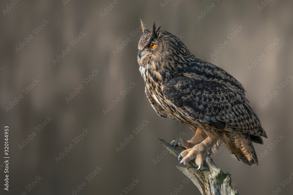 Naklejka premium Beautiful Eurasian Eagle owl (Bubo bubo) on a branch. Noord Brabant in the Netherlands.