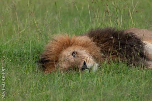 Fototapeta Naklejka Na Ścianę i Meble -  male lion on the savannah
