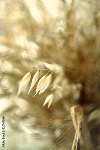  Beautiful bouquet of oats with wheat closeup on a blurry background in vintage style