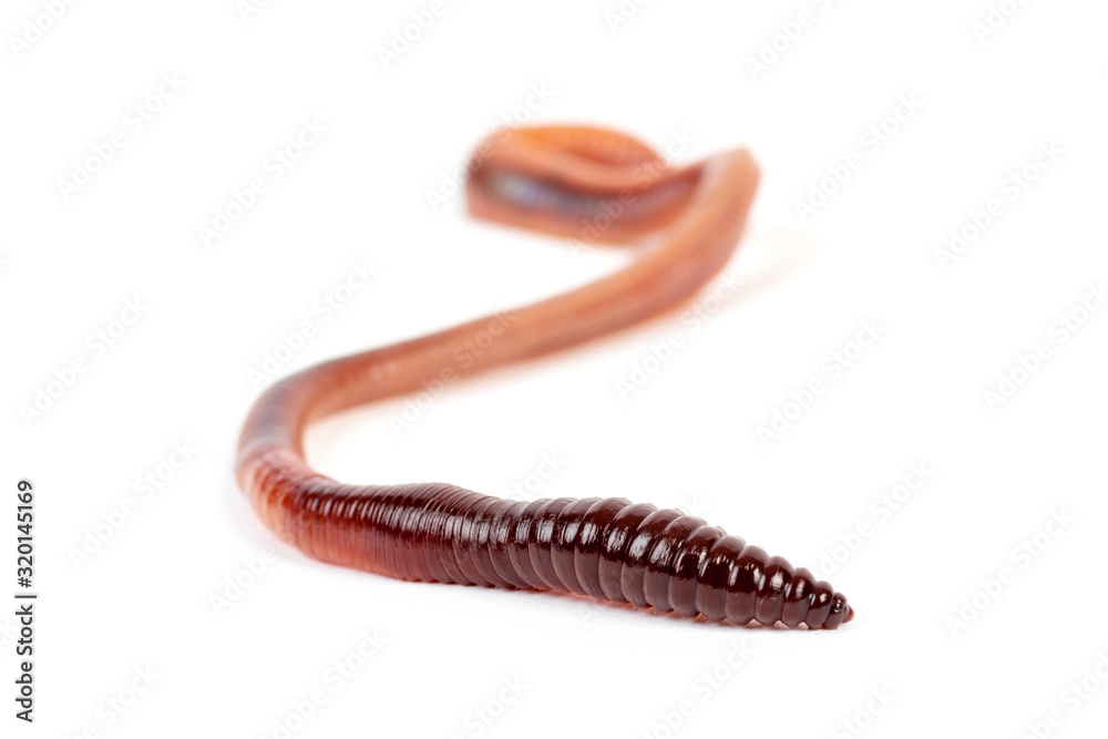Regenwurm Regenwurm