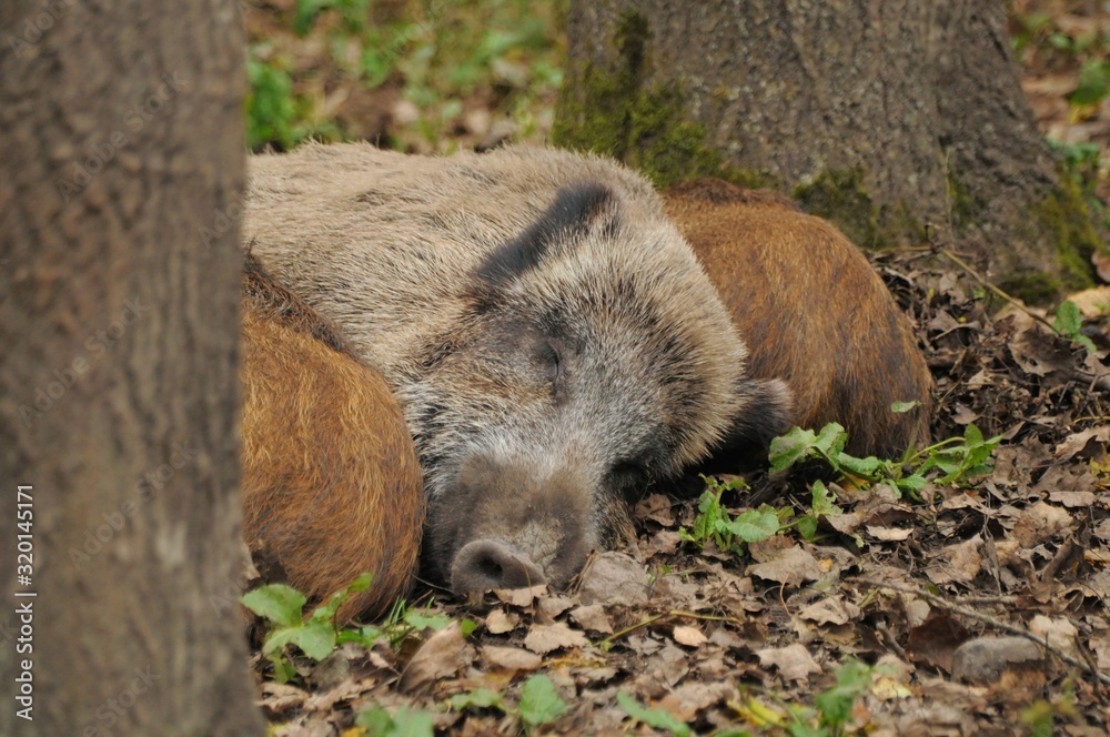 Naklejka premium wild boar in forest