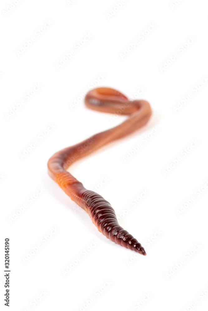 Regenwurm Regenwurm
