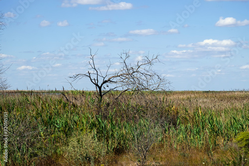 Dry tree against blue sky. Wetlands in the area Maliy Sasik Lake