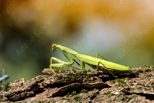 Female praying mantis sits on a tree trunk (Mantis religiosa)