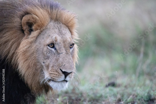 lion head close-up