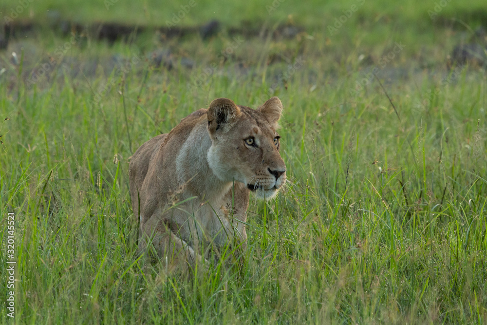female lioness on the savannah female lioness on the savannah