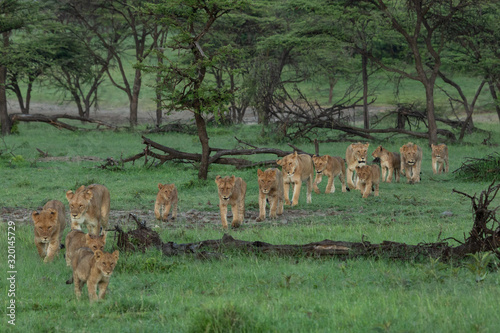 Foto lion pride on the move