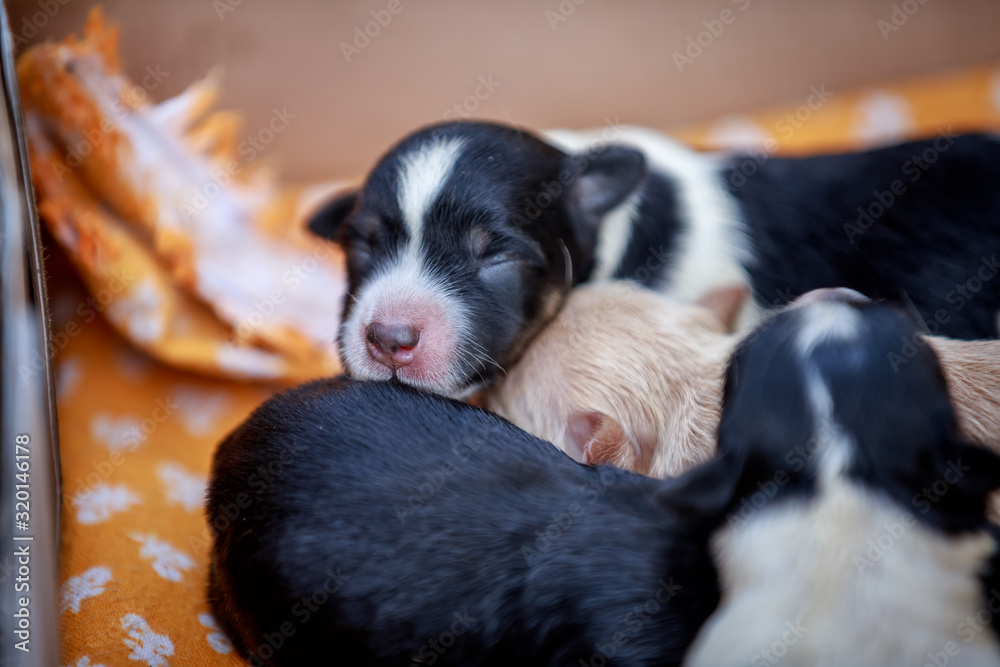 Newborn puppies with eyes closed
