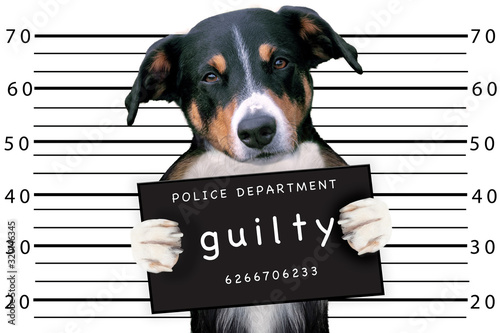 Bad dog at police station