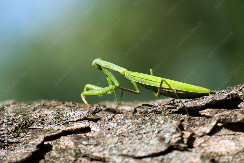 Praying mantis is sitting on a tree trunk (Mantis religiosa) Praying mantis is sitting on a tree trunk (Mantis religiosa)